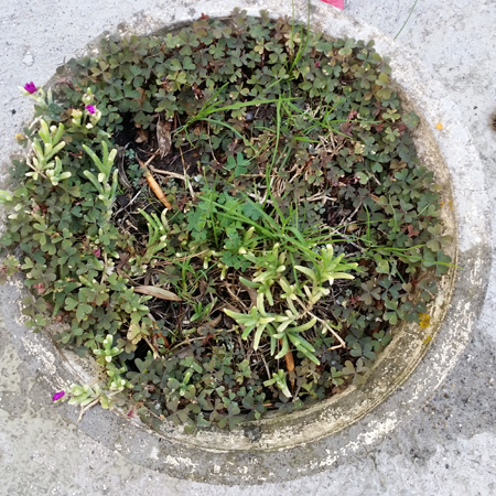 délosperma à 8h